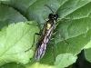 Tenthredo mesomela